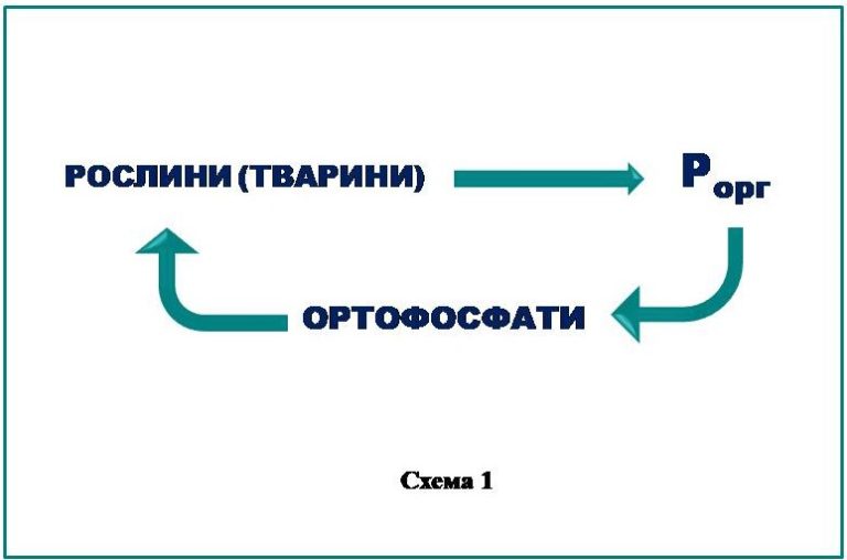 Электронная схема фосфора в химии